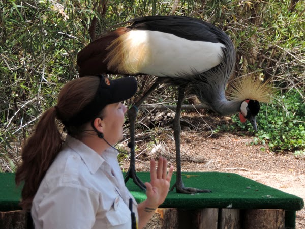 The Frequent Flyers Bird Show caught Reef's attention.