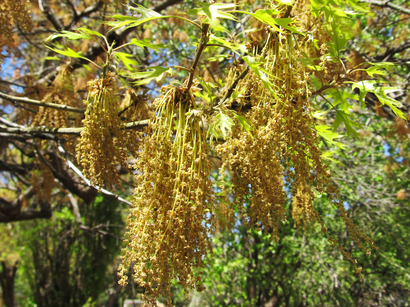 Happy in Hainesport Pollen