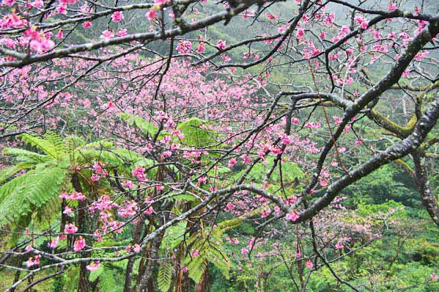 ferns, sakura, cherry trees, flowers