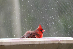 cardinal cardinals bird birds flying wild pretty nice sweet wallpapers watercolor