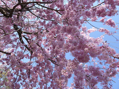 寝屋川公園の枝垂桜