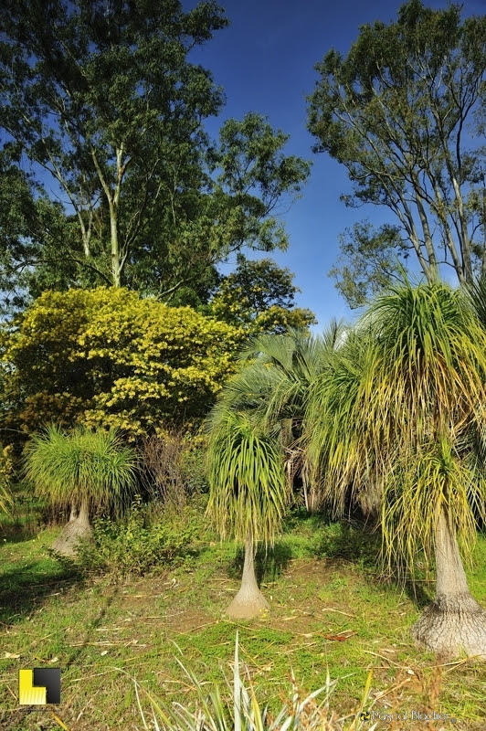 jardin du chili domaine du rayol photo Pascal Blachier