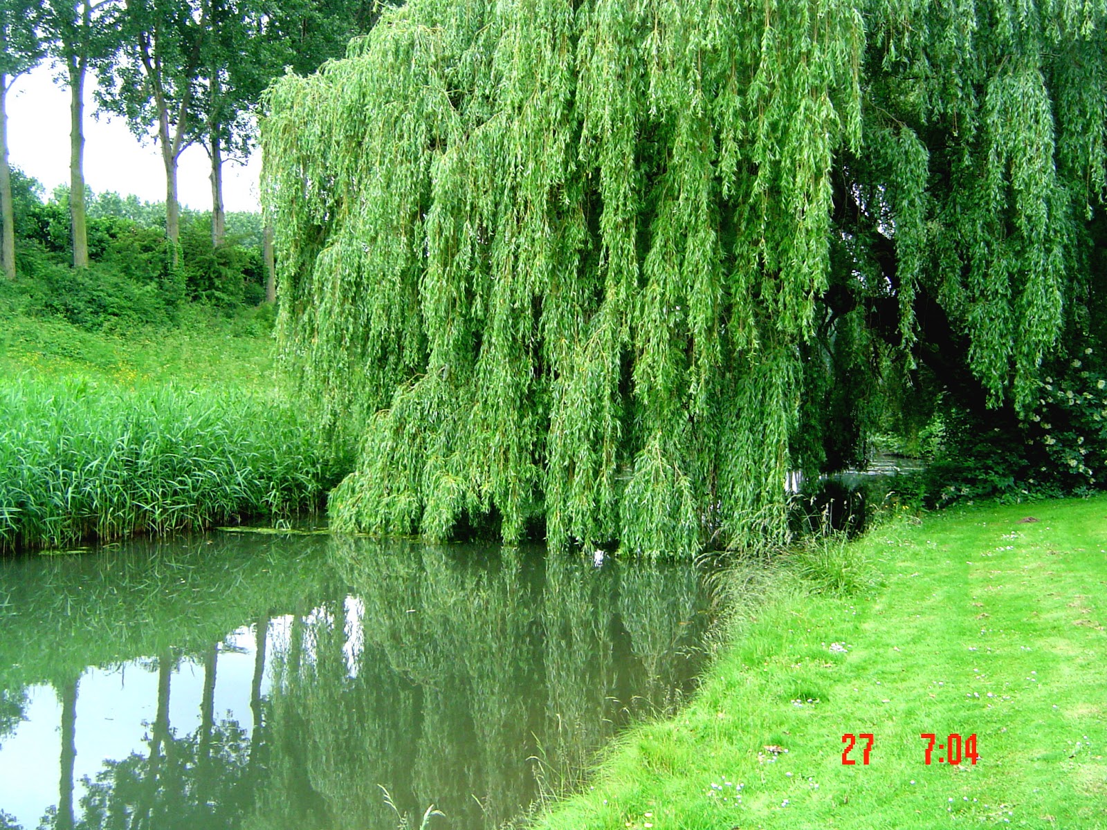 El Maestro y el Discípulo. El Sauce Llorón.