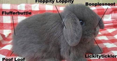 Sober in a Nightclub: Rabbit anatomy.