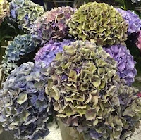 antique hydrangea