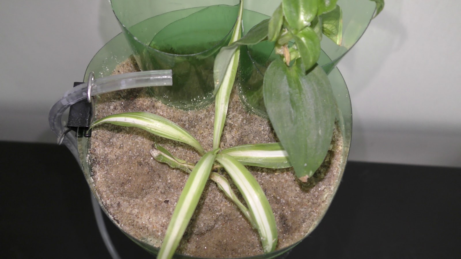 Random Bits Growing Spider Plant on Top of Aquarium