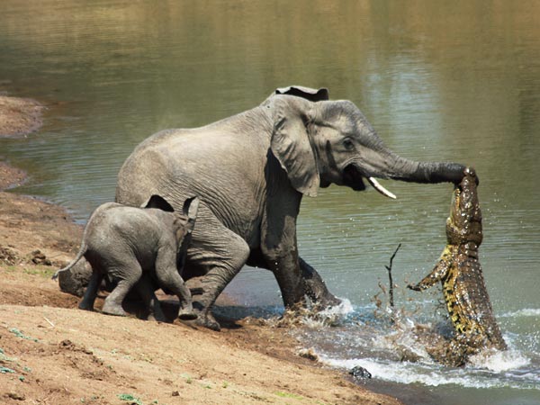 African+elephant+with+an+african+crocodile.jpg