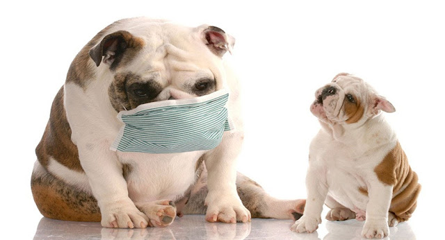 Dog Cough Remedy Dog Cough Remedy