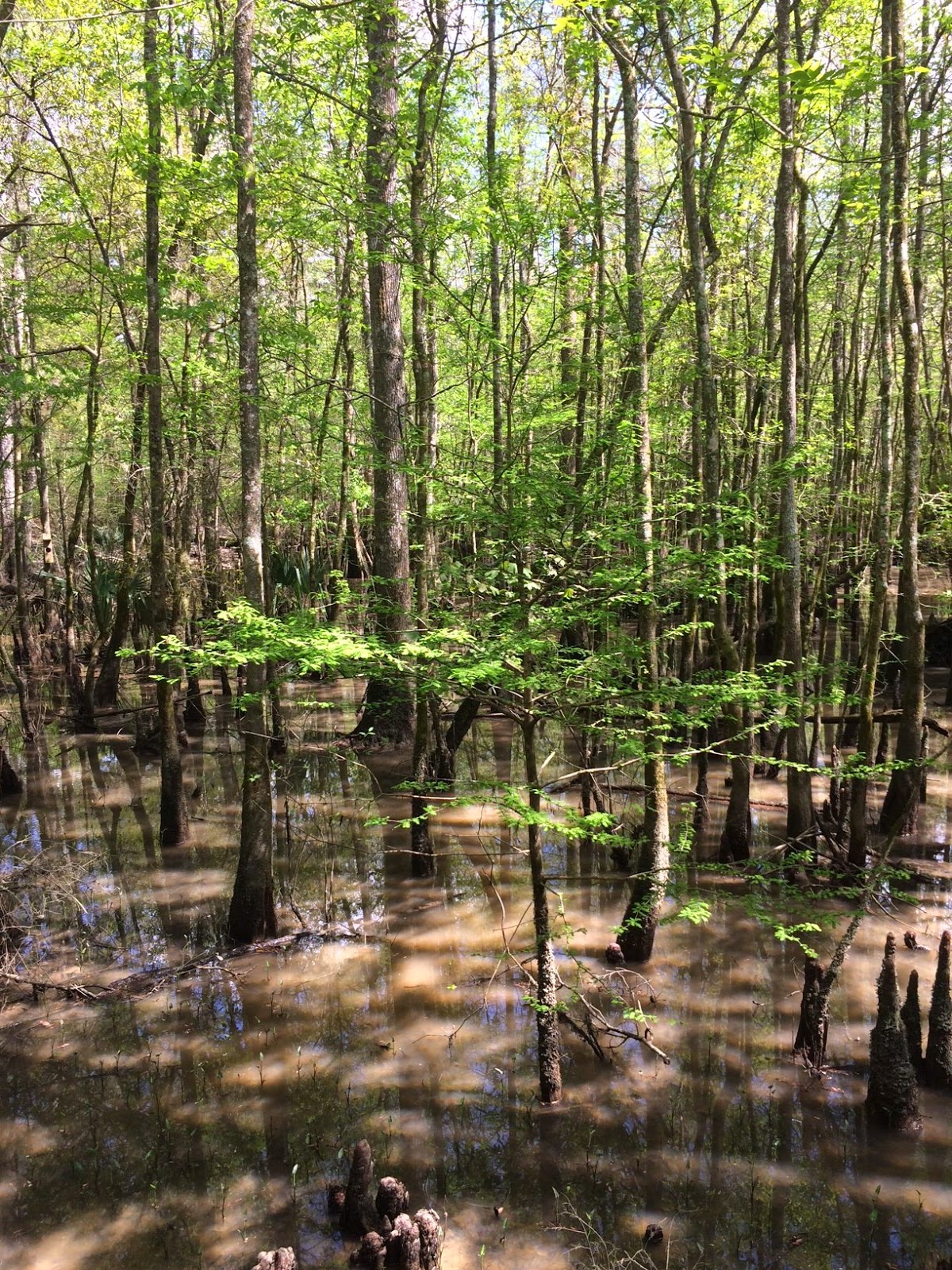 Angie Kay Dilmore Tickfaw State Park, Springfield, LA