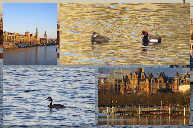 Birds of Switzerland: Zurich See with pochards and crested grebe at sunrise