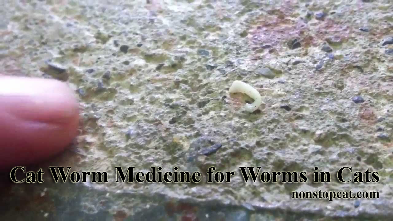 Cat Worm Medicine for Worms in Cats