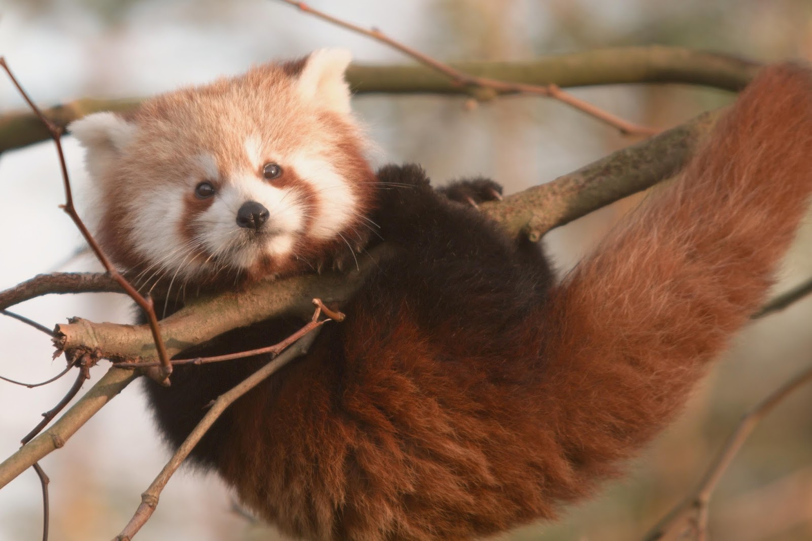 HD Wallpapers and Backgrounds of animals and pets: Foxes, Horses, Tiger, Dogs, Cats, Squirrels, Rabits and Others