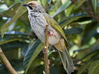 Architec And Home Peel Cucak Swamp Bird Straw Headed Bulbul 1