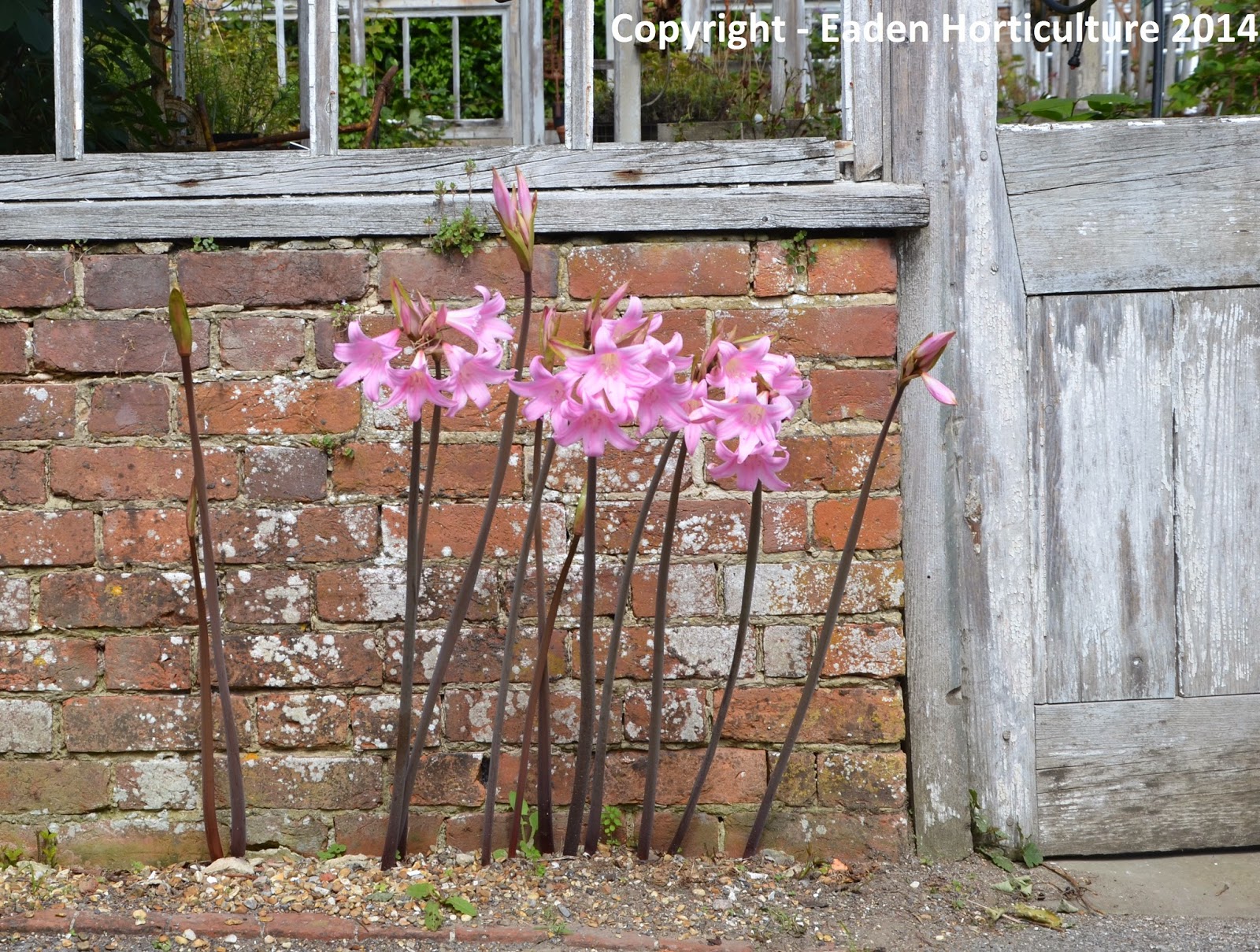 HOW TO GROW AMARYLLIS BELLADONNA The Garden of Eaden