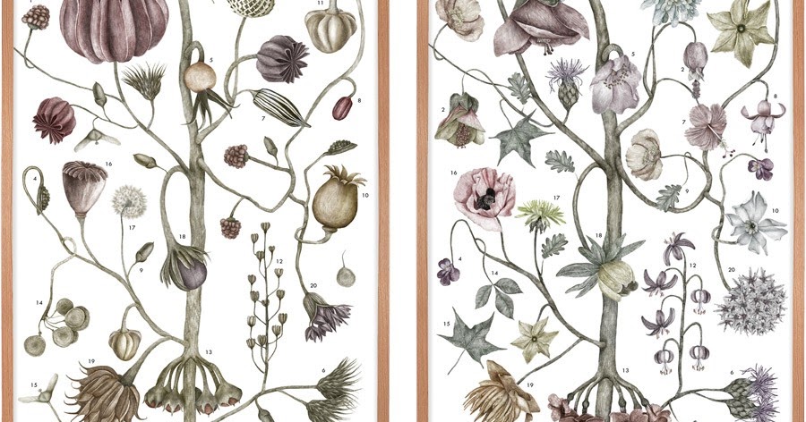 ботанический атлас гравюра. ботаника варианты. миндаль обыкновенный горький гербарий. ботаника варианты. верони ботаника.
