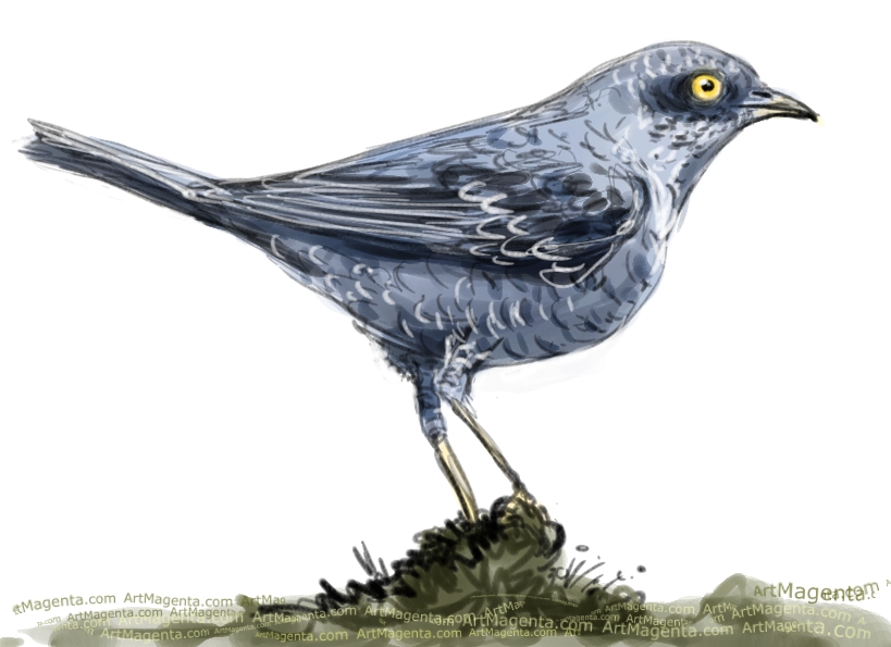 Barred Warbler sketch painting. Bird art drawing by illustrator Artmagenta