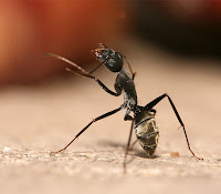 Ön ayaklarını havaya kaldırmış bir karınca