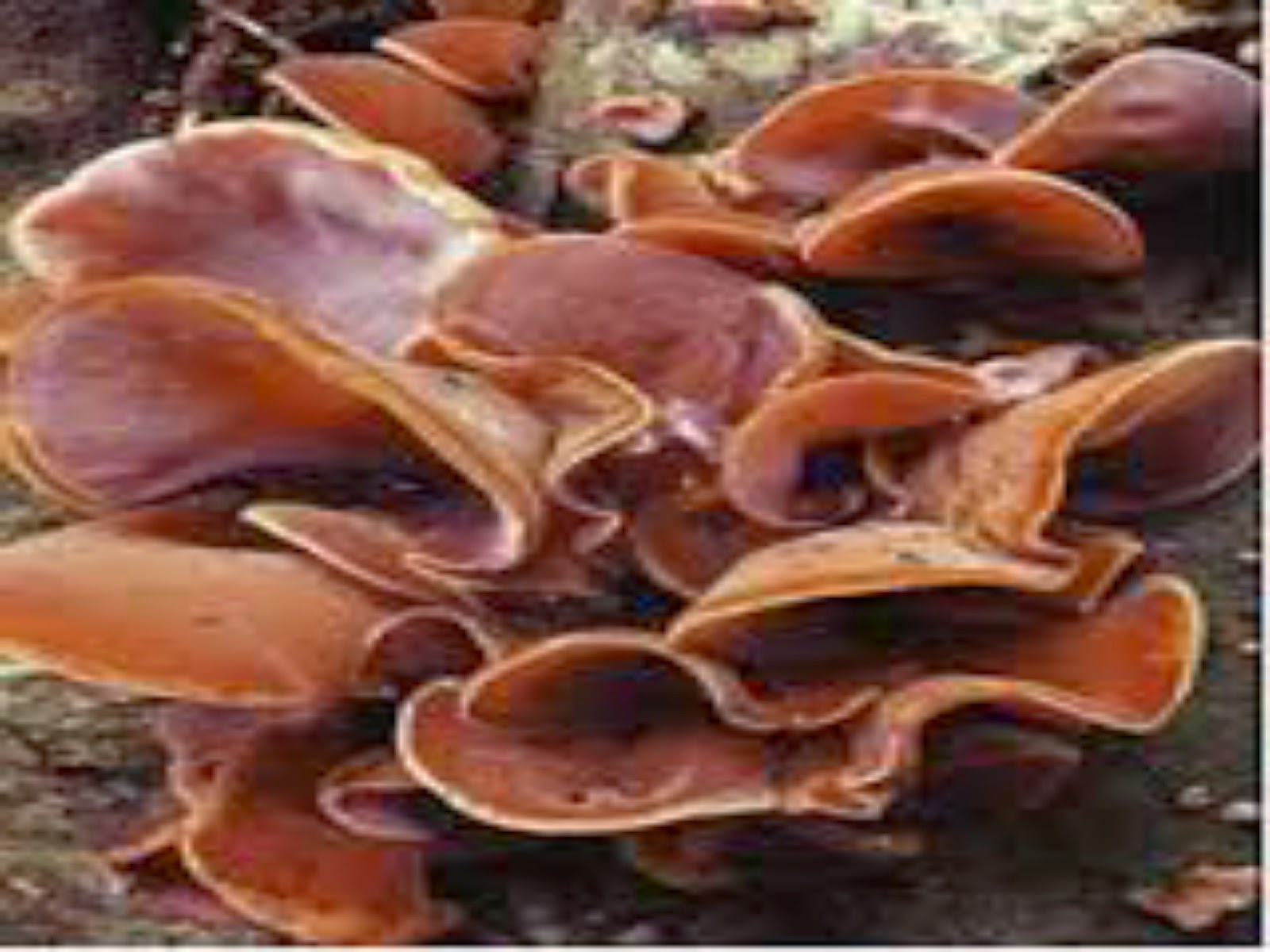 33+ Best Gambar Sketsa Jamur Kuping Terlengkap - Perangmeme