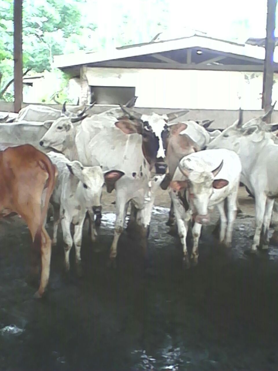 MAJOR SIGNS OF DISEASES IN CATTLE Justagric