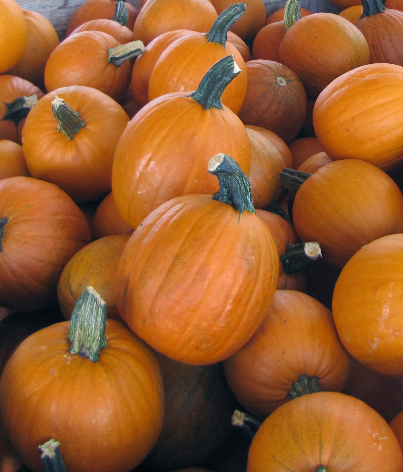 Pumpkin Season