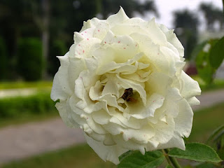 White Rose at Pinzore Garden