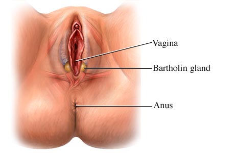 vaginal anatomy bartholin glands Shop vac suck balls