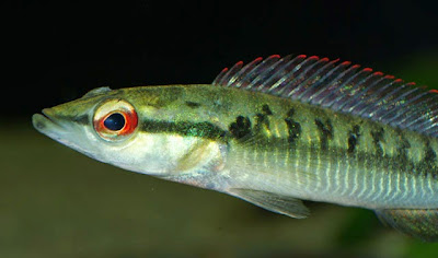 Ciclido Striped pike Ciclido Striped pike