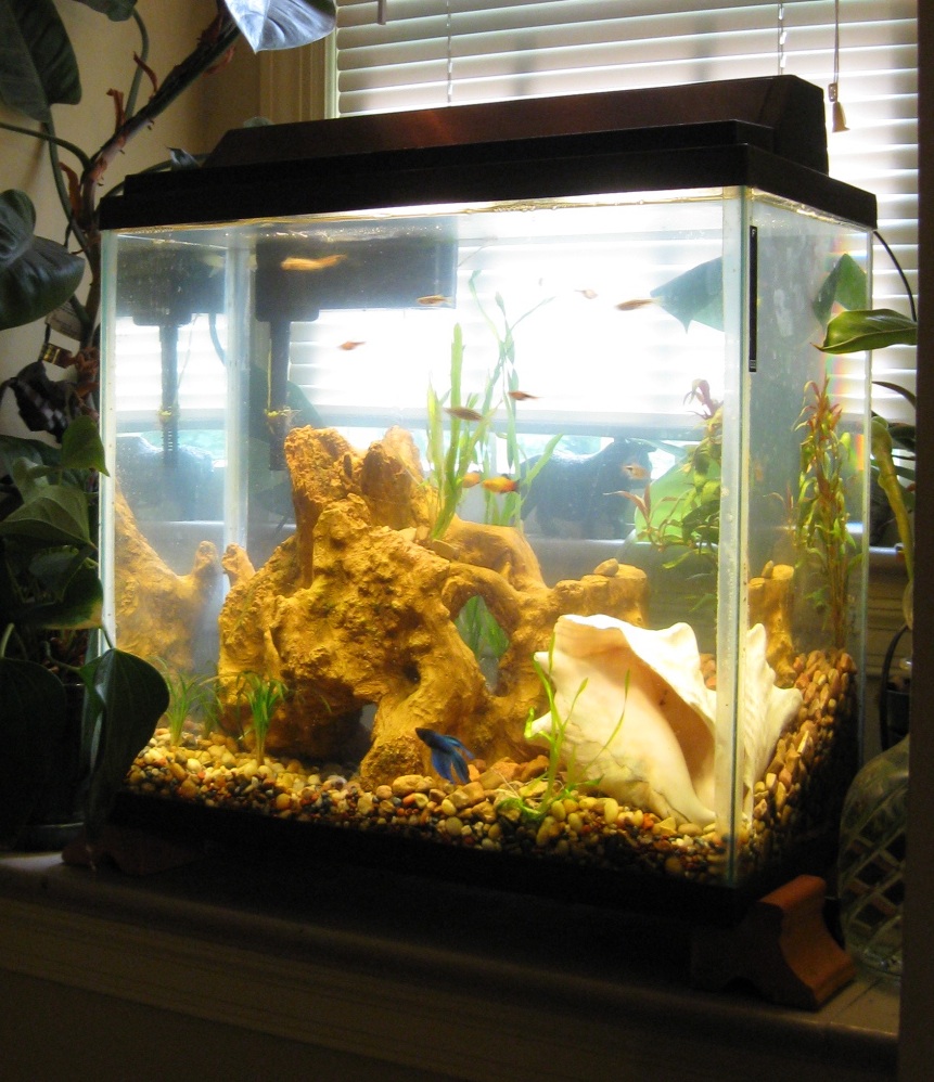 randuwa My Own Aquarium, part 2
