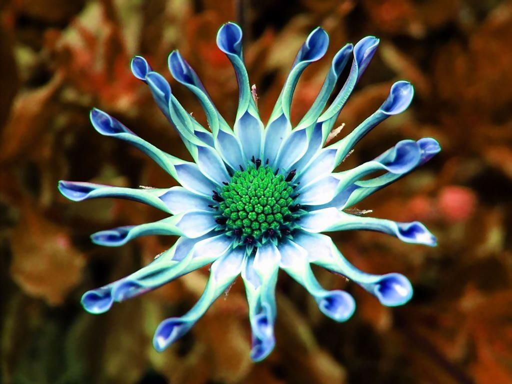 Can plants feel pain? Grasspeople