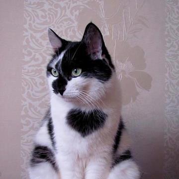 Bambini bianchi gatti gatti maschera maschera duro plastica gattino GATTO Animale Maschera Kitty