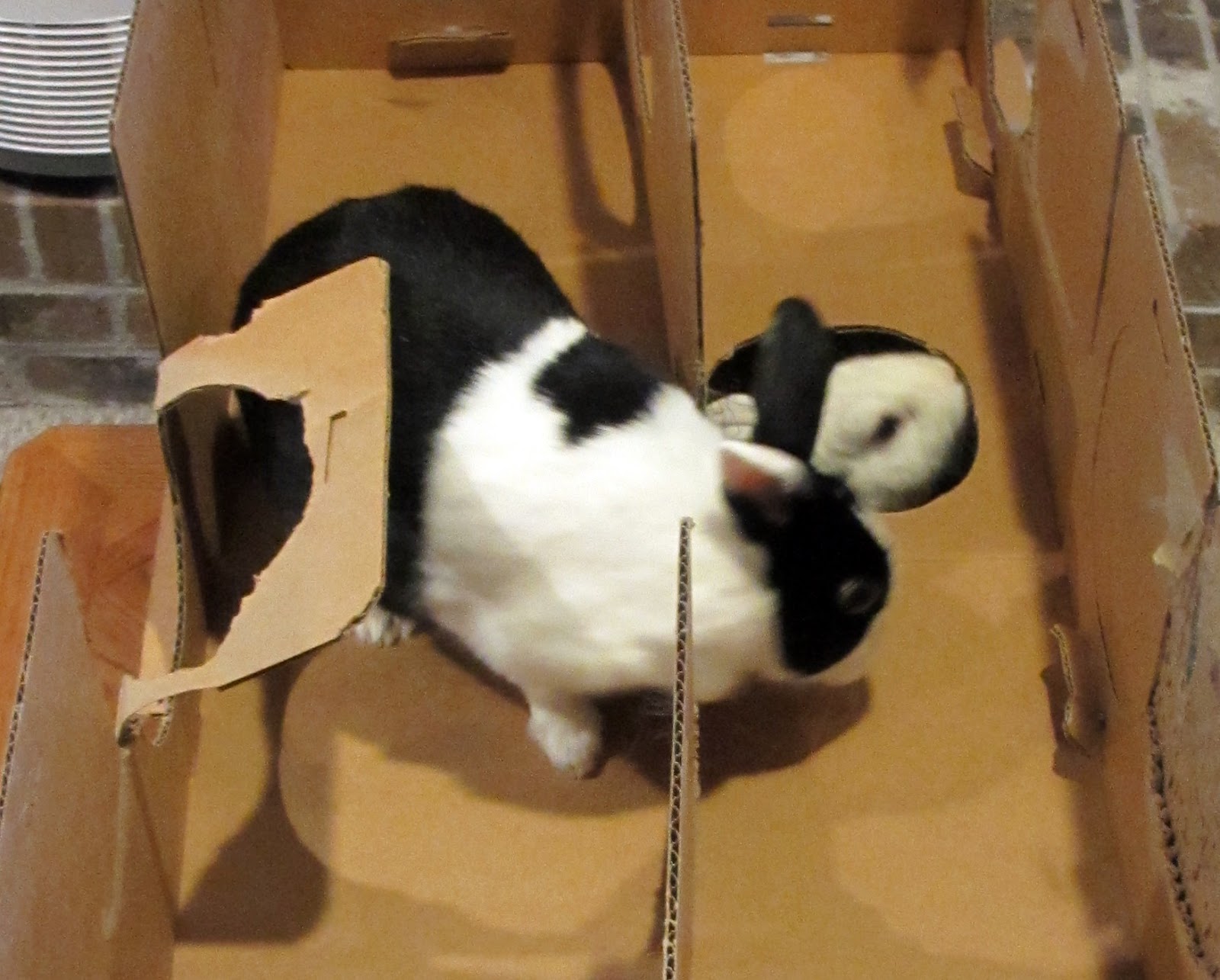 Rabbit Ramblings One bunny pen cleaning day