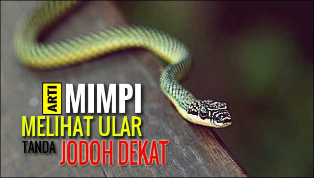 Arti Mimpi Melihat Ular Arti Mimpi Melihat Ular