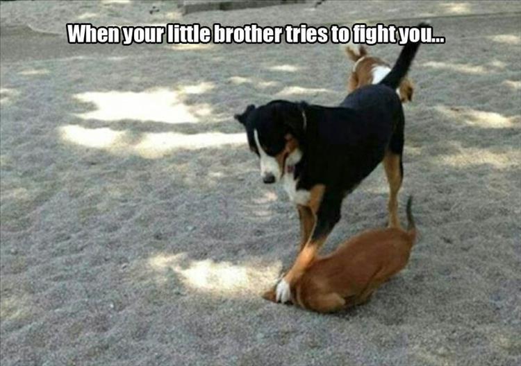 30 Funny animal captions - part 60, cute animal pictures with captions, funny caption pics