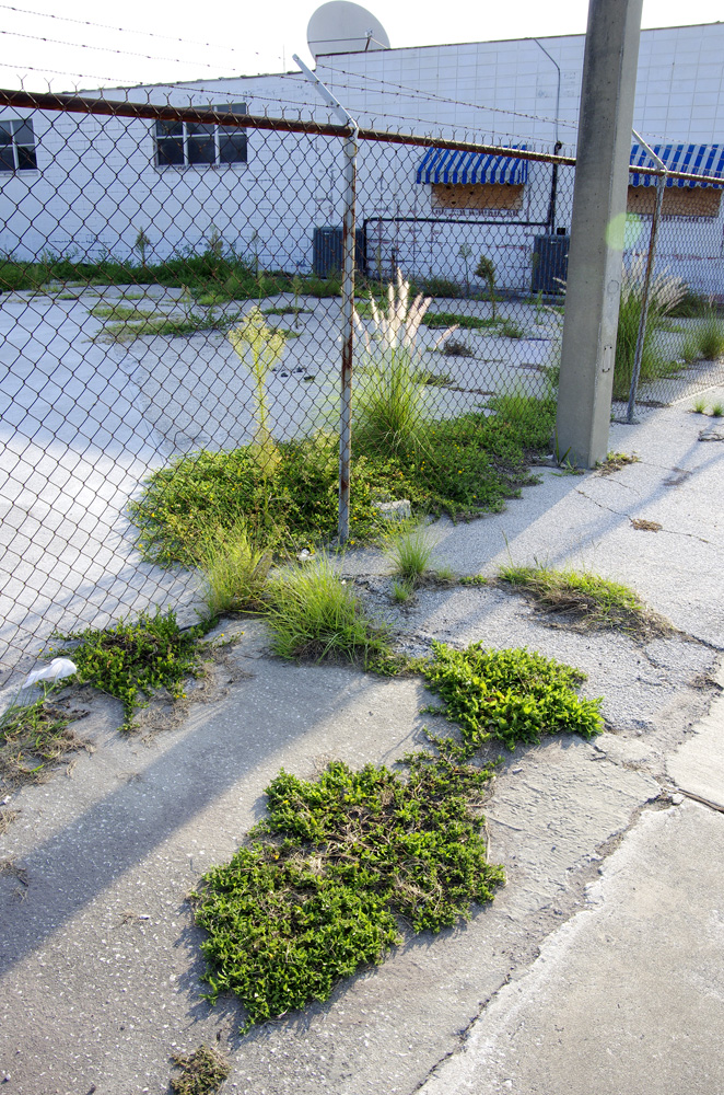 North Florida Pictures Florida weed patch, Jacksonville Beach