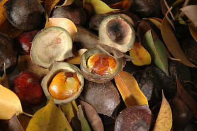 Manfaat buah Jengkol untuk kesehatan Buah Jengkol, Resep Semur Jengkol Betawi, Semur Jengkol Betawi, widata kuliner, bisnis kuliner,