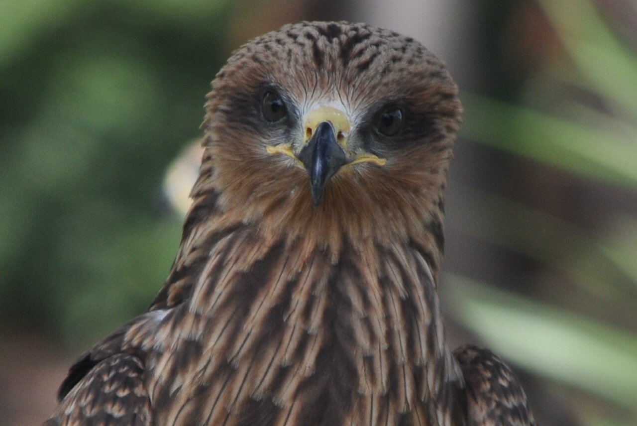 ZOOTOGRAFIANDO (5.836 ANIMALS): MILANO NEGRO / BLACK KITE (Milvus migrans)