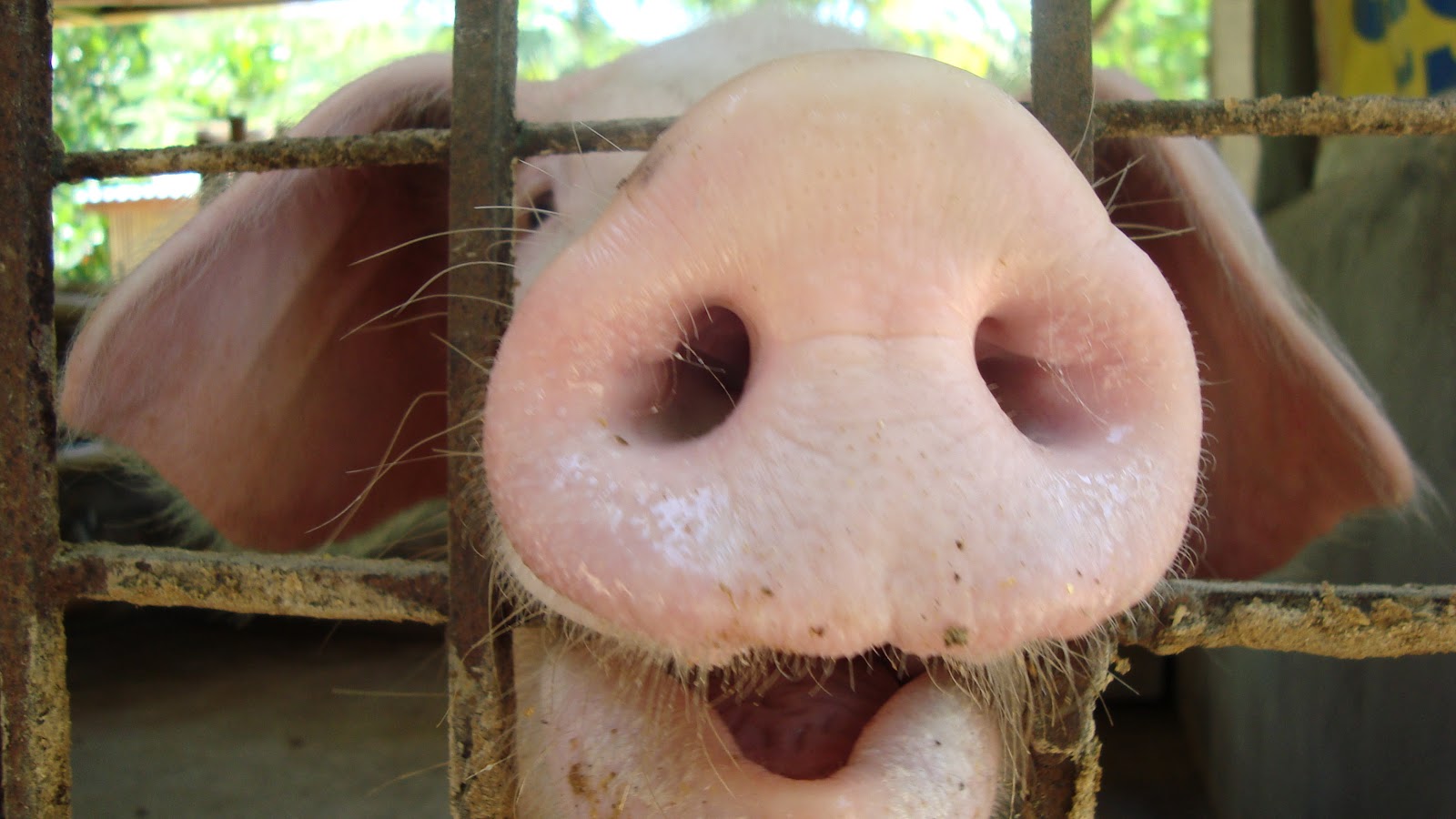 Living with Nature - School on Blog by Dr. Abercio V. Rotor: Group