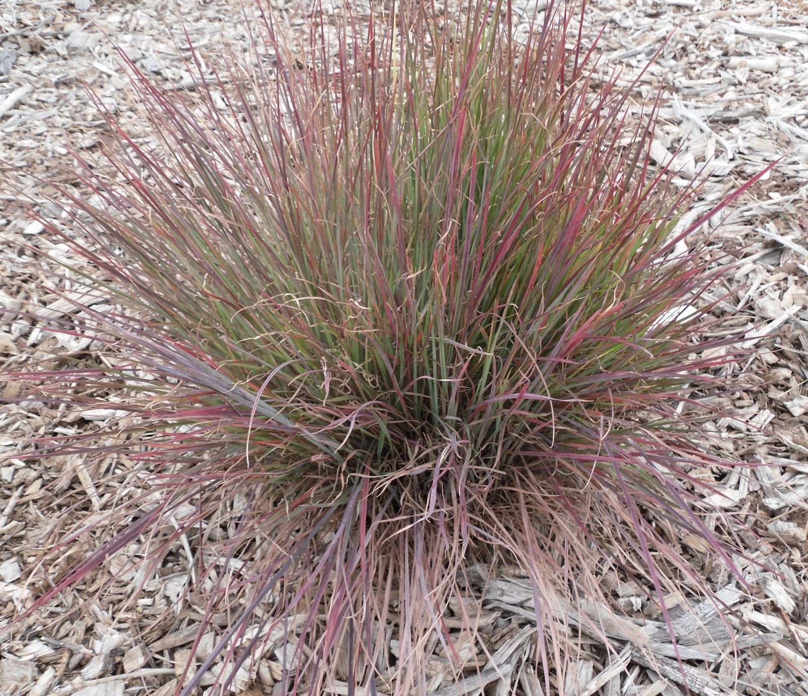 COHorts Best of the National Ornamental Grass Trials, Colorado Edition