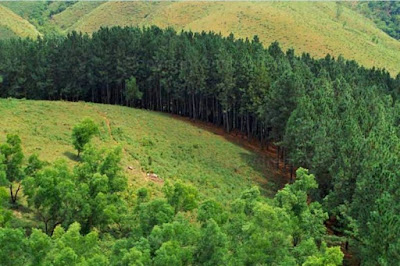 Vagamon pine forest Pine Forest at Vagamon, Kottayam