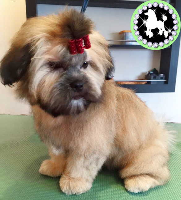 Dog Grooming Services In Tamworth Lhasa Apso Dogs Groomed At Lhasa Apso Dogs Groomed