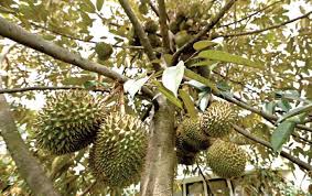 53+ Gambar Pohon Durian Yang Lebat Buahnya HD 53+ Gambar Pohon Durian Yang Lebat Buahnya HD