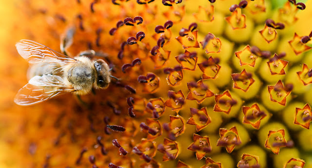 أنواع النحل