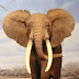 Allarme elefante africano, possibile estinzione tra dieci anni
