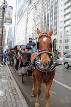 Häst & Vagn i Central Park