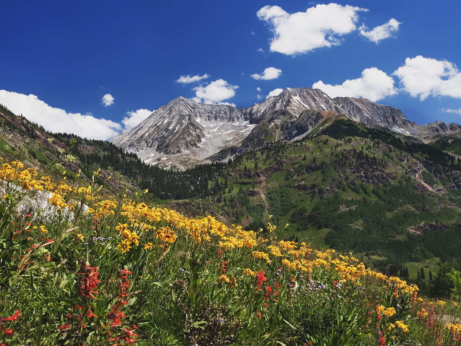 http://4.bp.blogspot.com/-un3A6xsPhNk/TbW1aXhXp8I/AAAAAAAACl4/AdhuH1H44Dw/s1600/Spring_Wildflowers_in_Alpine_Meadow_at_Lead_King_Basin.jpg