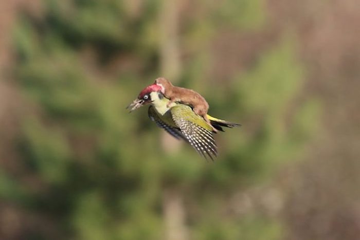 Adorable Video Depicts Baby Weasel Taking A Ride On Woodpecker’s Back