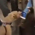 Πίτμπουλ επιτέθηκε σε γυναίκα μέσα σε βαγόνι του μετρό [βίντεο]