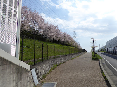 寝屋川公園 第二京阪道路沿いの桜