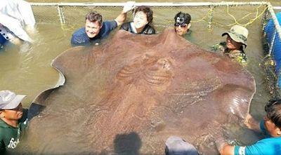  pari raksasa ikan air tawar terbesar di dunia