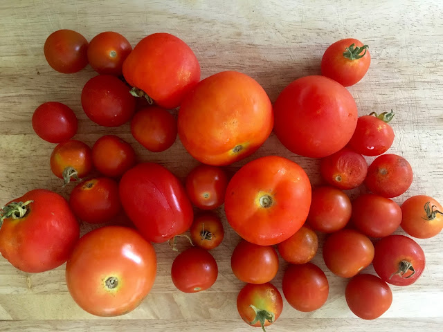 What to do with a glut of homegrown tomatoes